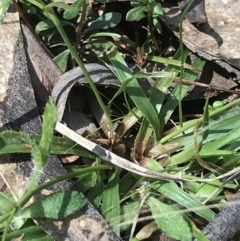 Luzula meridionalis at Paddys River, ACT - 9 Oct 2021