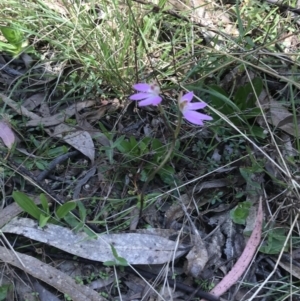 Caladenia carnea at Paddys River, ACT - 9 Oct 2021