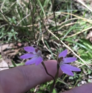 Caladenia carnea at Paddys River, ACT - 9 Oct 2021