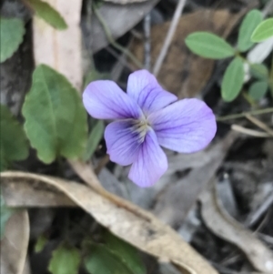 Viola betonicifolia subsp. betonicifolia at Paddys River, ACT - 9 Oct 2021