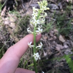 Stackhousia monogyna (Creamy Candles) at Paddys River, ACT - 9 Oct 2021 by Tapirlord