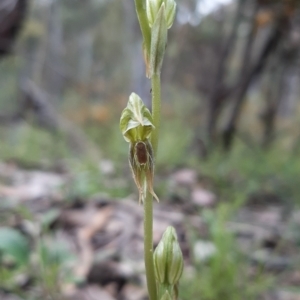 Oligochaetochilus aciculiformis at Acton, ACT - suppressed