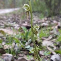 Oligochaetochilus aciculiformis at Acton, ACT - suppressed