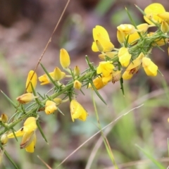 Ulex europaeus (Gorse) at Yackandandah, VIC - 14 Oct 2021 by KylieWaldon