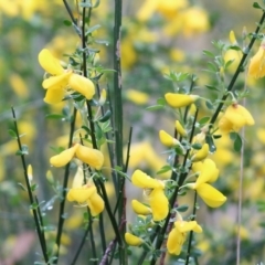 Genista monspessulana (Cape Broom, Montpellier Broom) at Yackandandah, VIC - 14 Oct 2021 by KylieWaldon