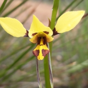 Diuris sulphurea at Bruce, ACT - suppressed