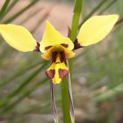 Diuris sulphurea (Tiger Orchid) at Bruce, ACT - 15 Oct 2021 by mlech