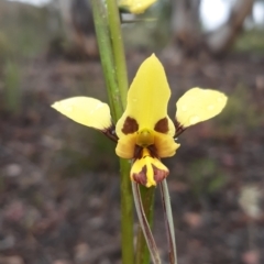 Diuris sulphurea at Bruce, ACT - suppressed