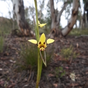 Diuris sulphurea at Bruce, ACT - suppressed