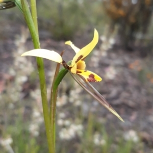 Diuris sulphurea at Bruce, ACT - suppressed