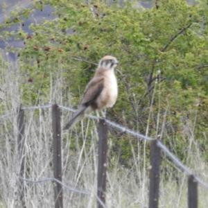 Falco berigora at Stromlo, ACT - 15 Oct 2021