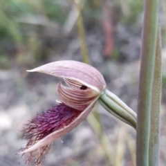 Calochilus platychilus (Purple Beard Orchid) at Bruce, ACT - 15 Oct 2021 by mlech