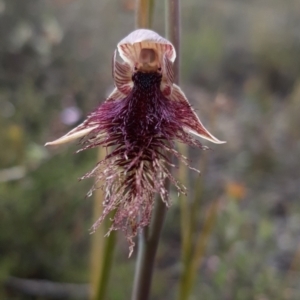 Calochilus platychilus at Bruce, ACT - suppressed