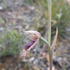 Calochilus platychilus at Bruce, ACT - suppressed