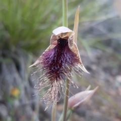 Calochilus platychilus at Bruce, ACT - suppressed