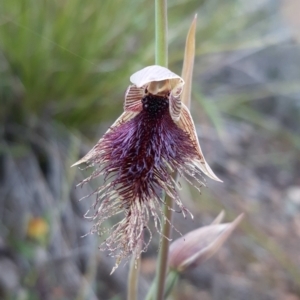 Calochilus platychilus at Bruce, ACT - suppressed