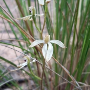 Caladenia cucullata at Bruce, ACT - suppressed