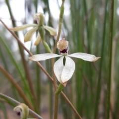 Caladenia cucullata at Bruce, ACT - suppressed