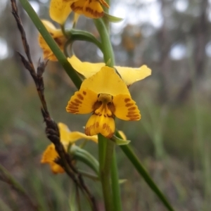 Diuris nigromontana at Aranda, ACT - suppressed