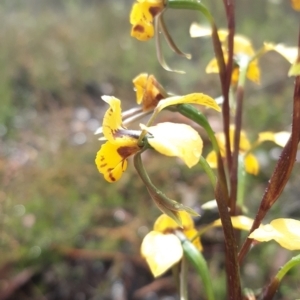 Diuris nigromontana at Aranda, ACT - suppressed