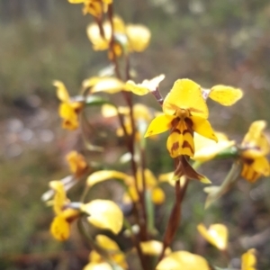 Diuris nigromontana at Aranda, ACT - suppressed