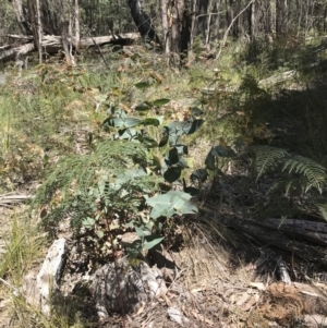 Eucalyptus dives at Paddys River, ACT - 9 Oct 2021