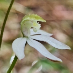 Caladenia moschata (Musky Caps) at Acton, ACT - 15 Oct 2021 by RobG1