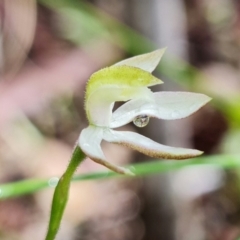 Caladenia moschata at Acton, ACT - suppressed