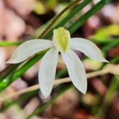 Caladenia moschata at Acton, ACT - suppressed