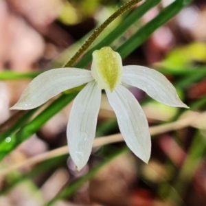 Caladenia moschata at Acton, ACT - suppressed