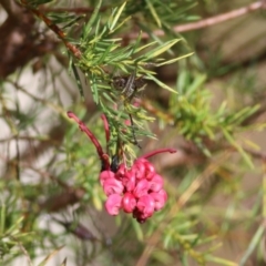 Grevillea lanigera (Woolly Grevillea) at Yackandandah, VIC - 15 Oct 2021 by KylieWaldon