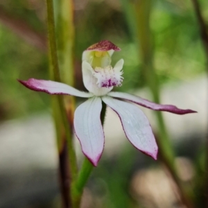 Caladenia moschata at Point 26 - suppressed