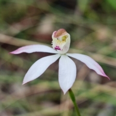 Caladenia moschata at Point 26 - suppressed