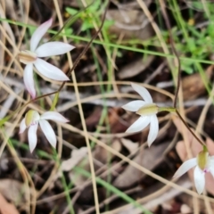 Caladenia moschata at Point 26 - suppressed