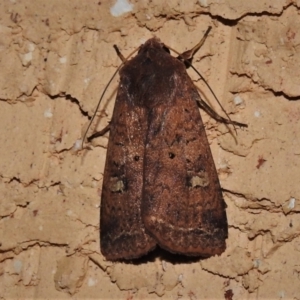 Diarsia intermixta at Wanniassa, ACT - 15 Oct 2021