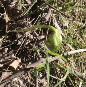 Pterostylis nutans at Paddys River, ACT - suppressed