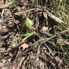 Pterostylis nutans at Paddys River, ACT - suppressed