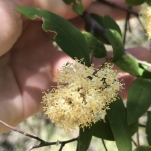 Pomaderris andromedifolia at Paddys River, ACT - 9 Oct 2021