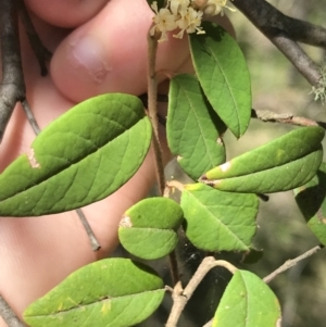 Pomaderris andromedifolia at Paddys River, ACT - 9 Oct 2021