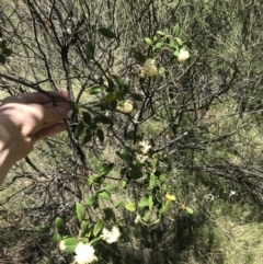 Pomaderris andromedifolia at Paddys River, ACT - 9 Oct 2021