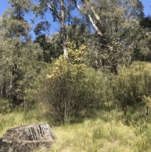 Pomaderris andromedifolia at Paddys River, ACT - 9 Oct 2021