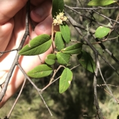 Pomaderris andromedifolia at Paddys River, ACT - 9 Oct 2021