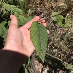 Pomaderris aspera (Hazel Pomaderris) at Paddys River, ACT - 9 Oct 2021 by Tapirlord