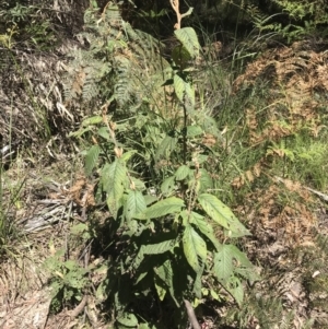 Pomaderris aspera at Paddys River, ACT - 9 Oct 2021