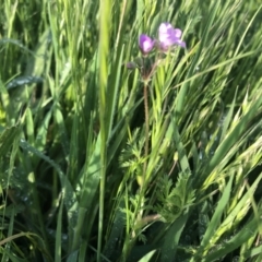 Erodium (genus) (A Storksbill) at Flea Bog Flat to Emu Creek Corridor - 14 Oct 2021 by Dora