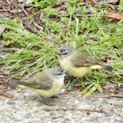 Acanthiza chrysorrhoa (Yellow-rumped Thornbill) at Aranda, ACT - 14 Oct 2021 by KMcCue