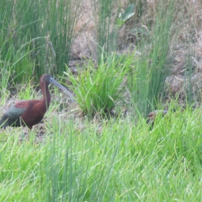 Plegadis falcinellus (Glossy Ibis) at Wagga Wagga, NSW - 29 Sep 2017 by Liam.m