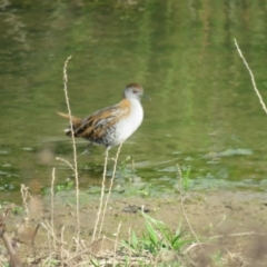 Zapornia pusilla (Baillon's Crake) at Wagga Wagga, NSW - 29 Sep 2017 by Liam.m