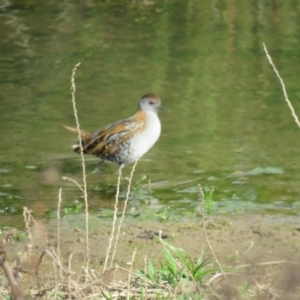 Zapornia pusilla at Wagga Wagga, NSW - 29 Sep 2017