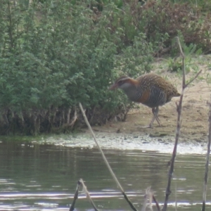 Gallirallus philippensis at Wagga Wagga, NSW - 29 Sep 2017